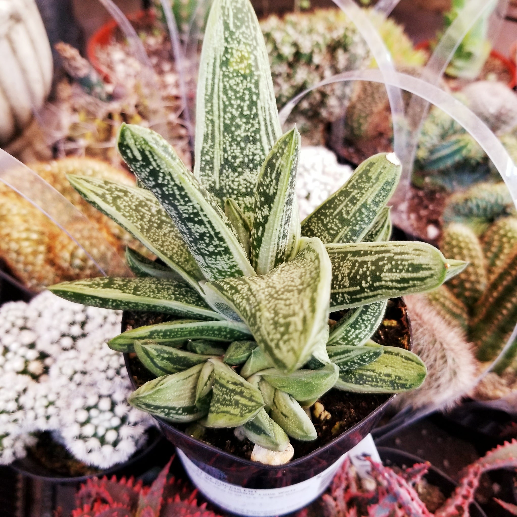 little warty succulent Gasteria Little Warty – AceMegaSucculents