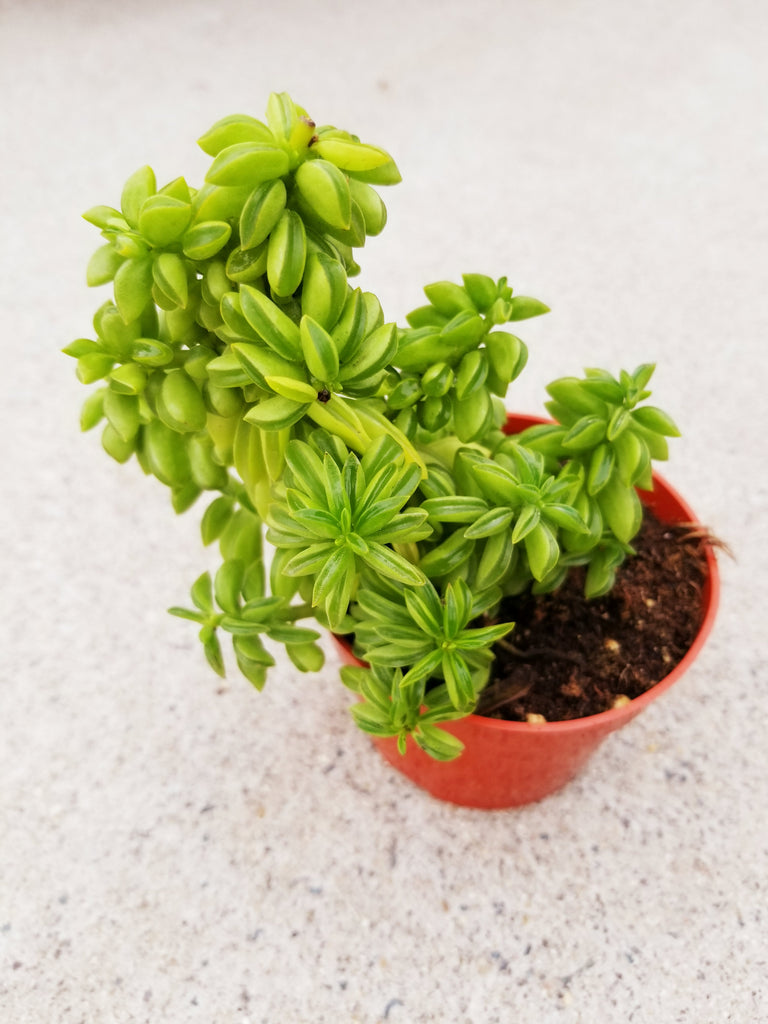 prayer pepper succulent Peperomia Axillaris Succulent Plant 4 – AceMegaSucculents