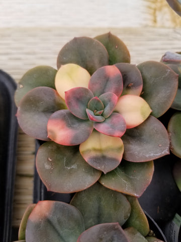 Echeveria Chroma Variegated