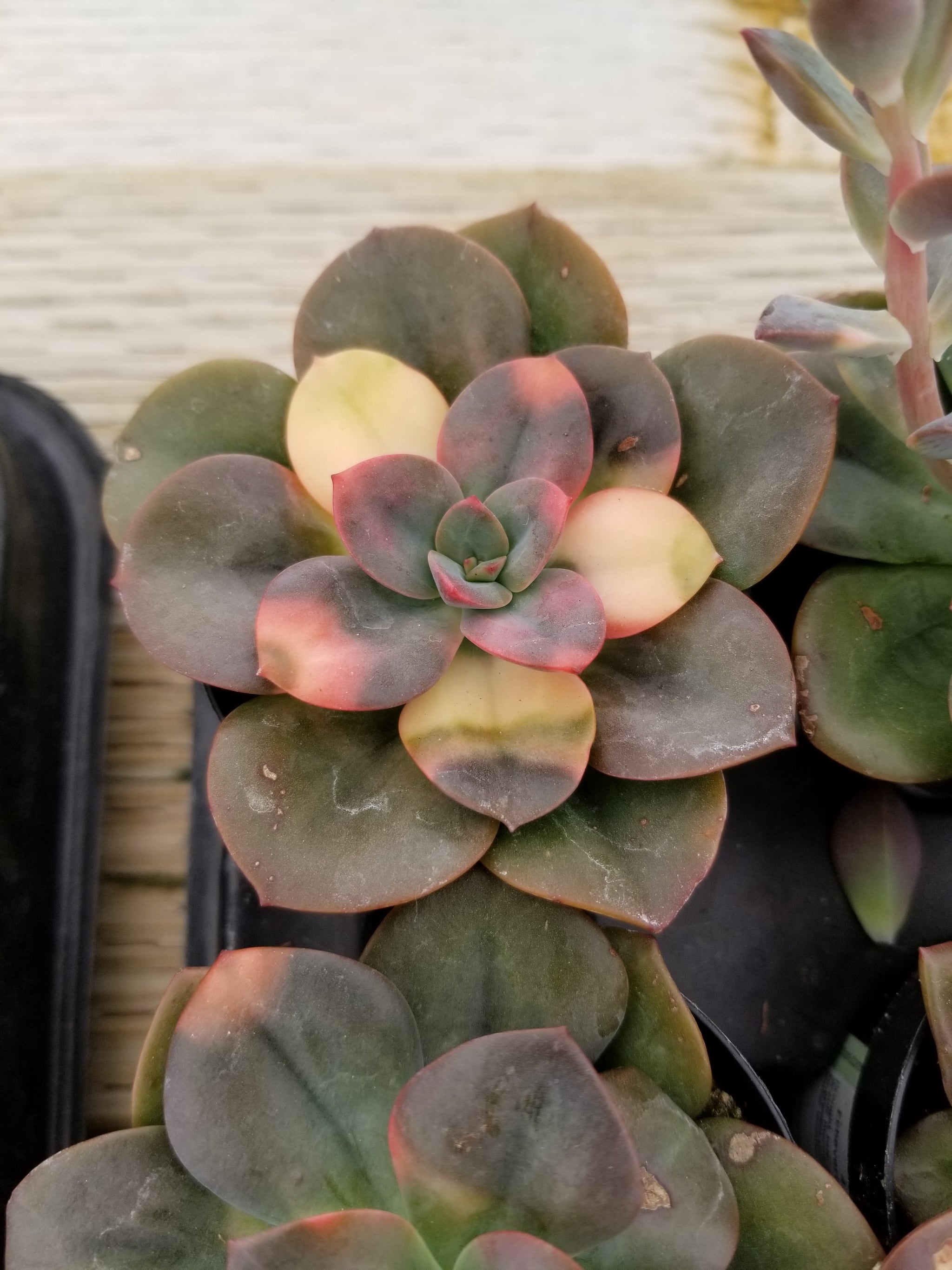 chroma succulent care Echeveria Chroma Variegated – AceMegaSucculents