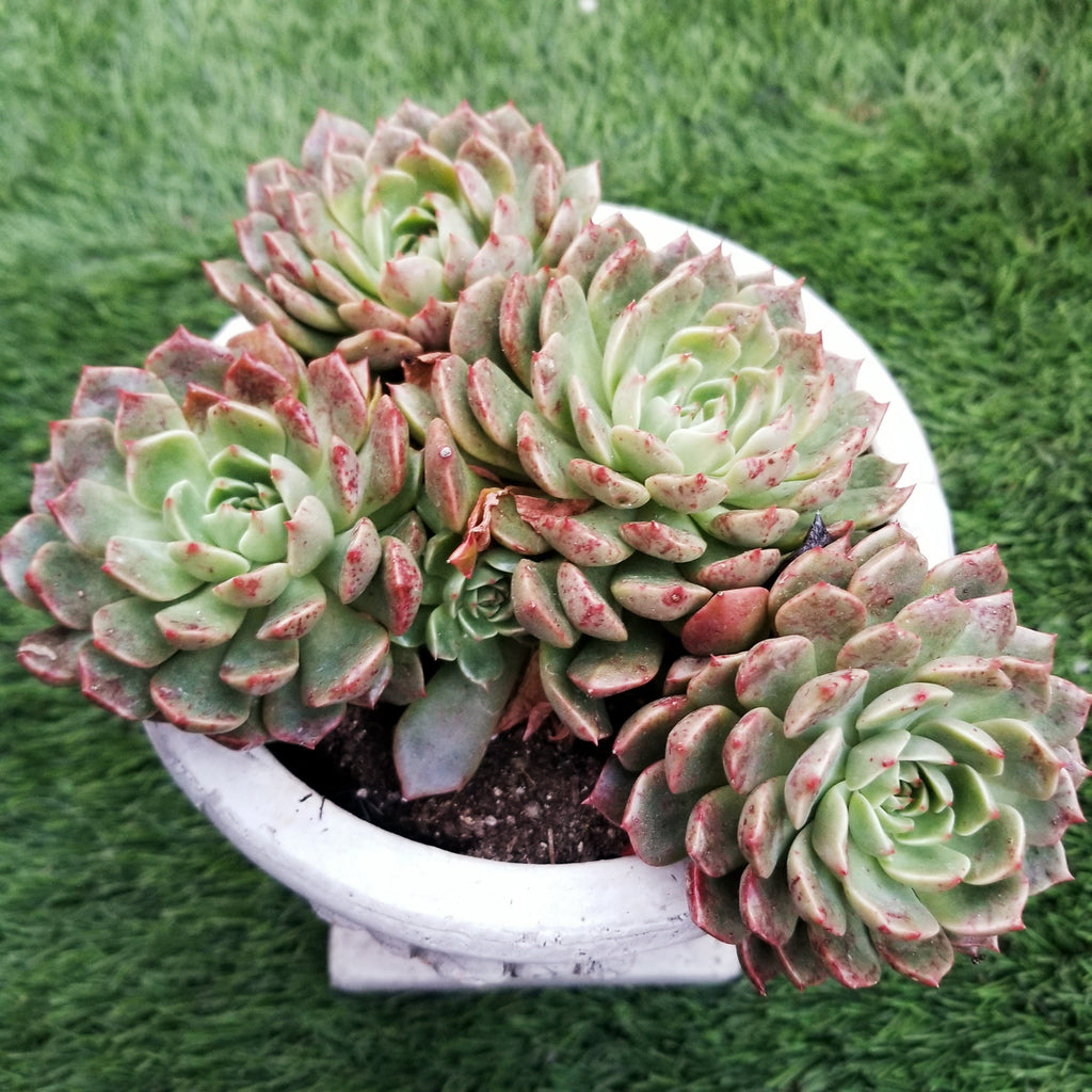 graptoveria olivia succulent Echeveria Olivia – AceMegaSucculents