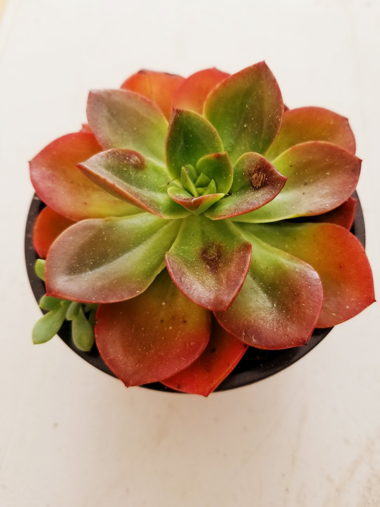 Echeveria "Melaco"