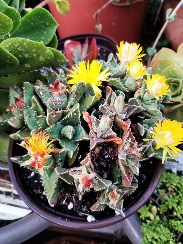 succulent tiger stripes Faucaria Tigrina "Tiger Jaw" – AceMegaSucculents