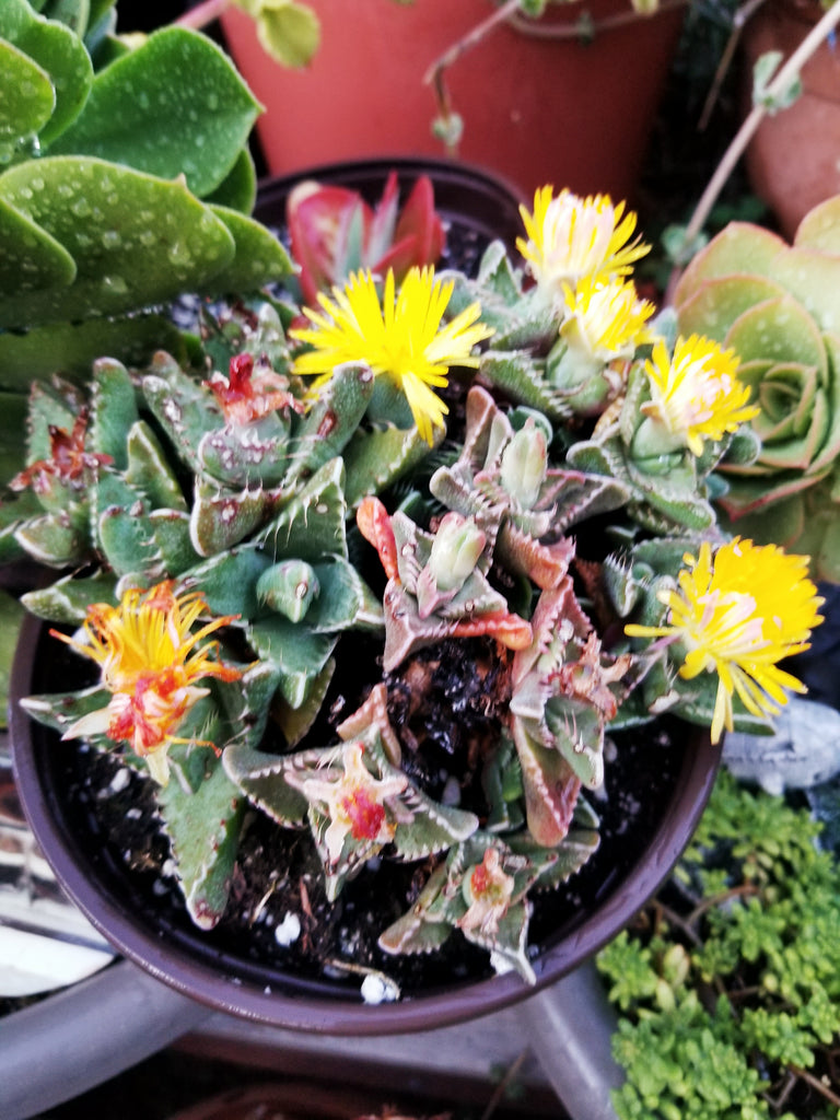 succulent tiger plant Faucaria Tigrina "Tiger Jaw" – AceMegaSucculents