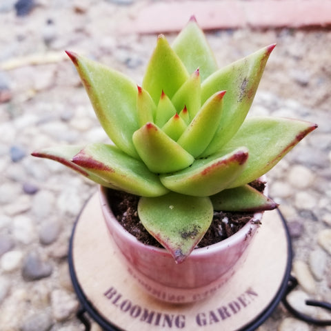 Echeveria Lipstick