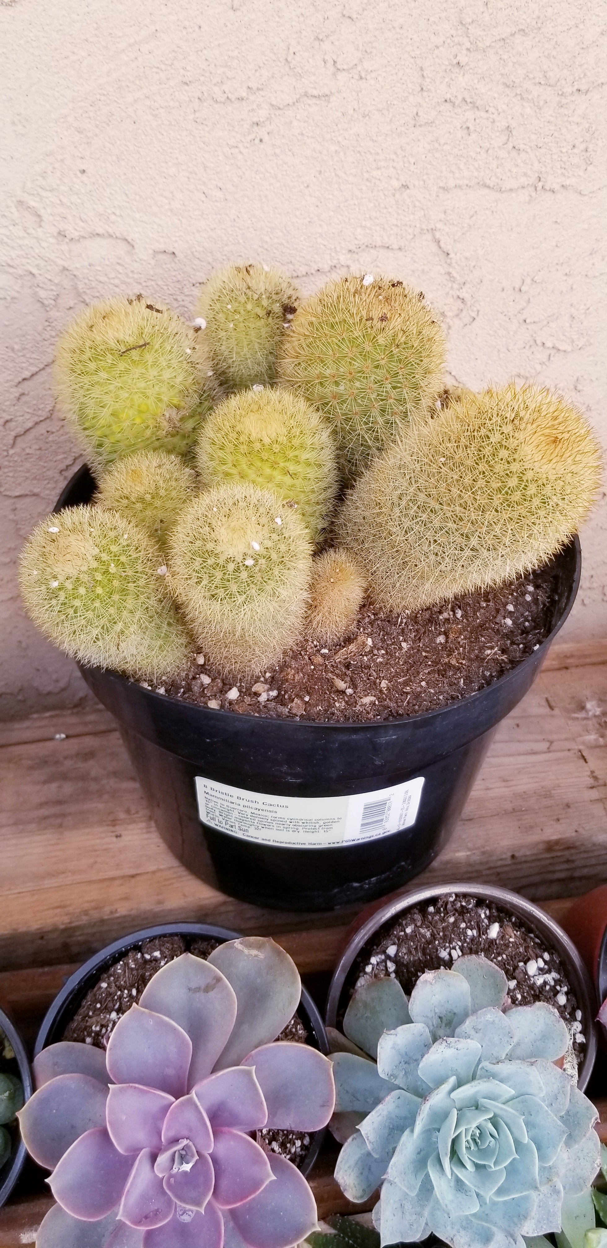succulent brush Bristle Brush Cactus – AceMegaSucculents