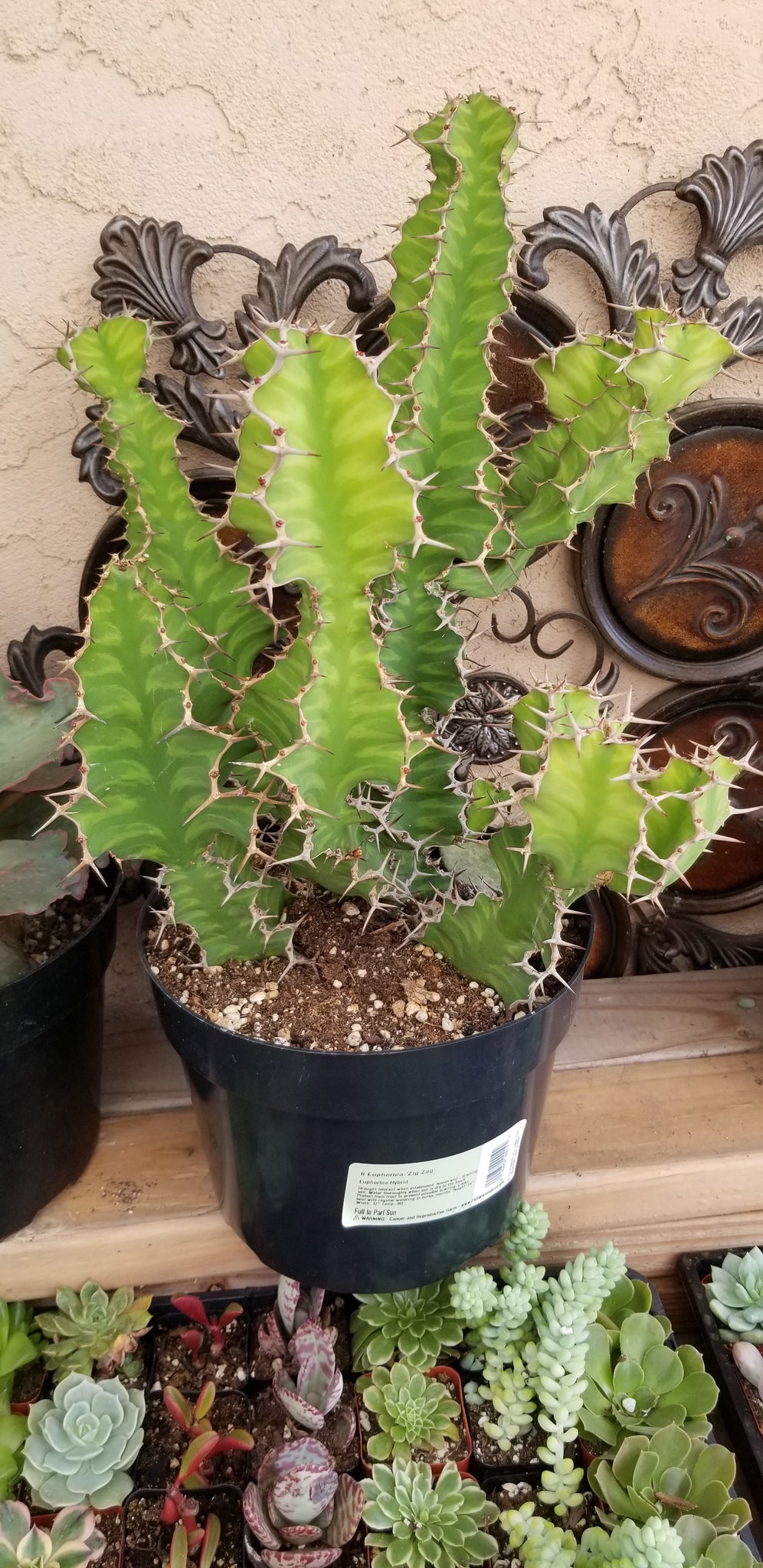 zig zag succulent plant Euphorbia Zig Zag Hybrid – AceMegaSucculents