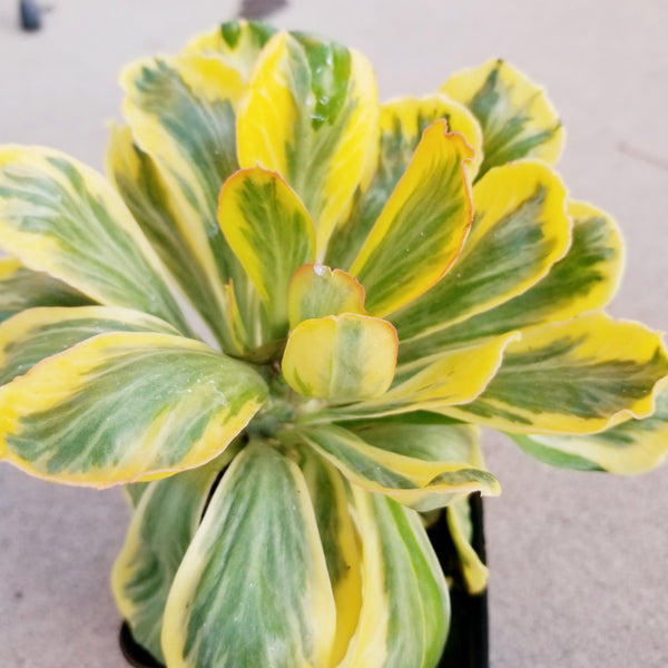 Euphorbia Poissonii Variegated Rare Import
