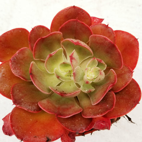 Echeveria Painted Frill Rare Import