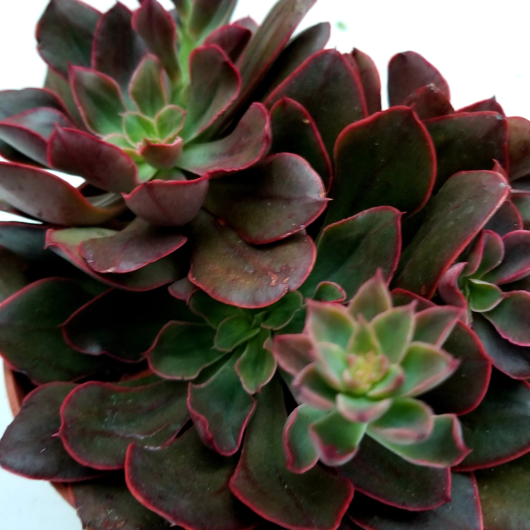red frills succulent Painted Frills cluster 6" – AceMegaSucculents