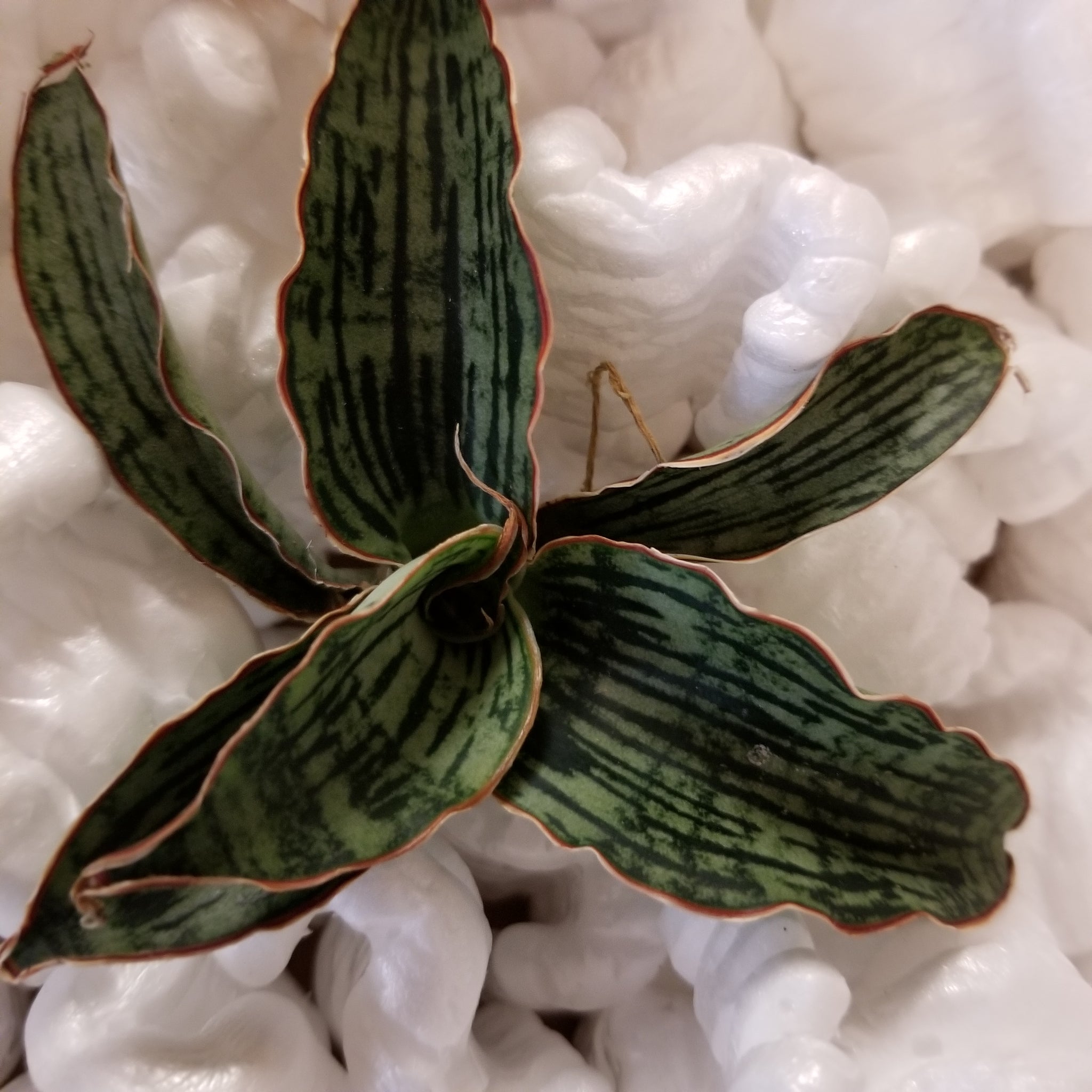 Senveria Cleopatra 4"  AceMegaSucculents