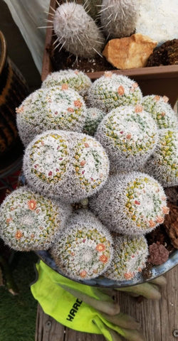 Mammillaria Geminispina cactus