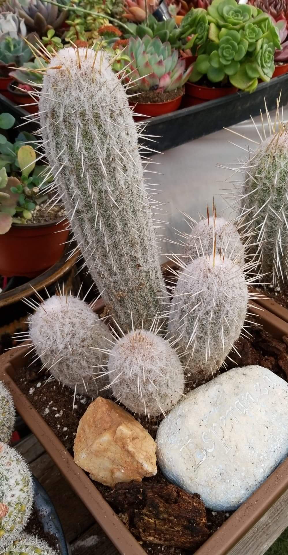 Espostoa Cactus