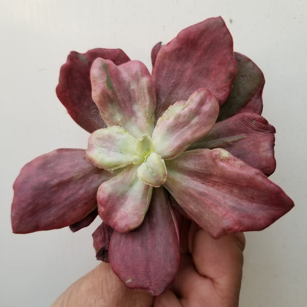 Echeveria Diamond State Rare Import