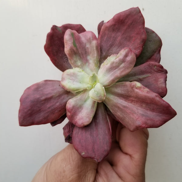Echeveria Diamond State Rare Import