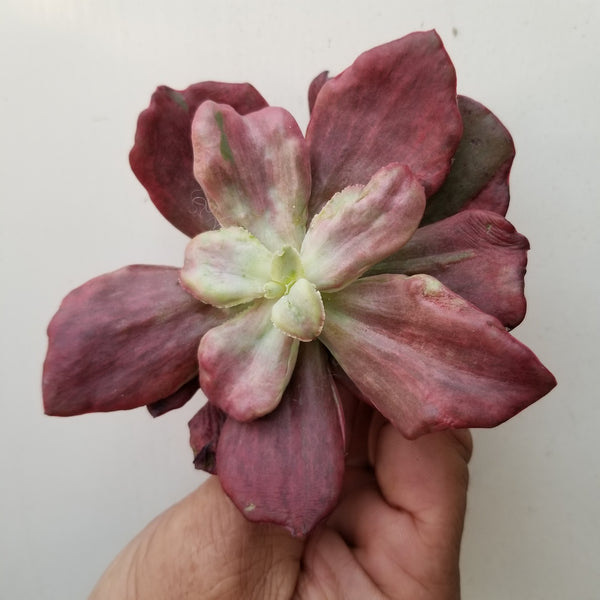 Echeveria Diamond State Rare Import