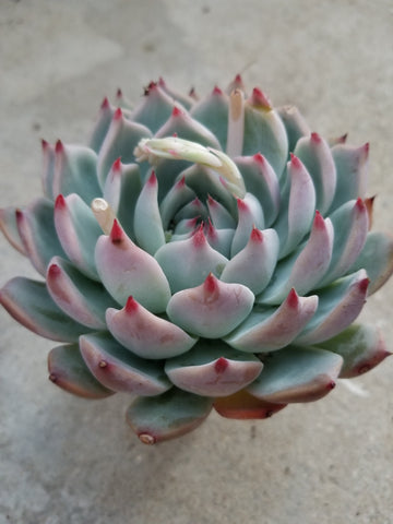 Echeveria Tippy