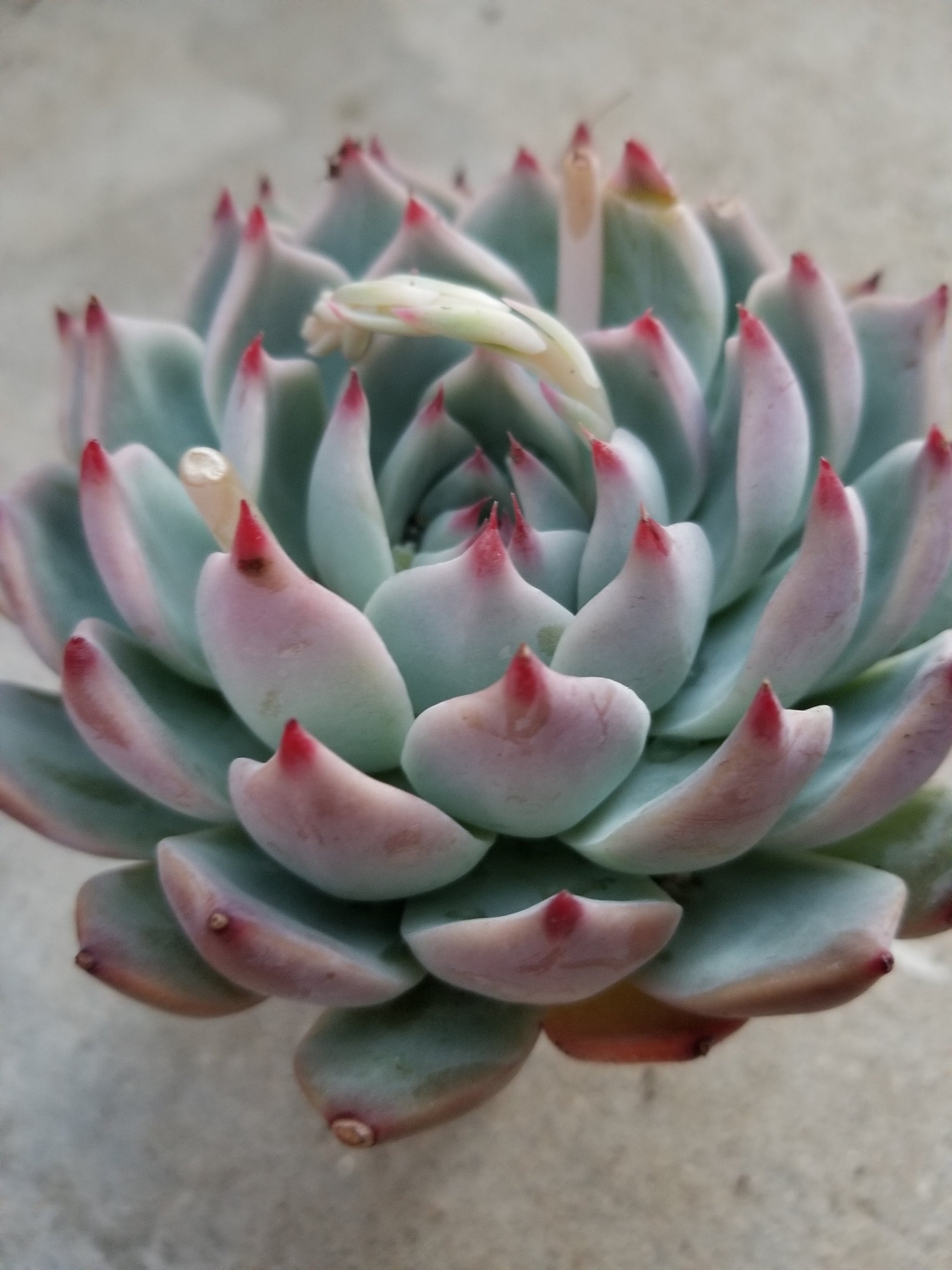 echeveria tippy pink succulent Echeveria Tippy – AceMegaSucculents