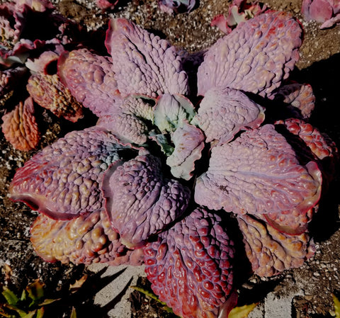 Echeveria Etna