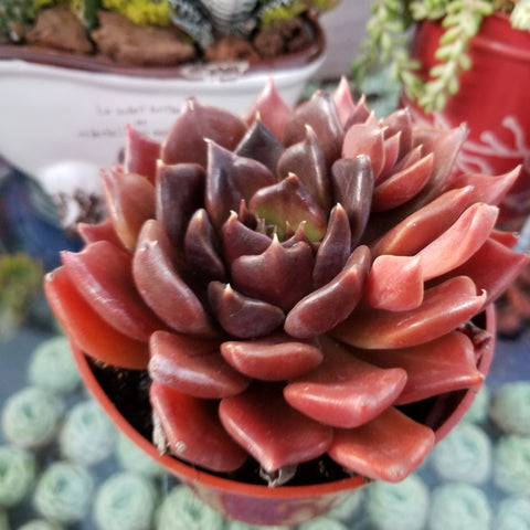 Red black prince