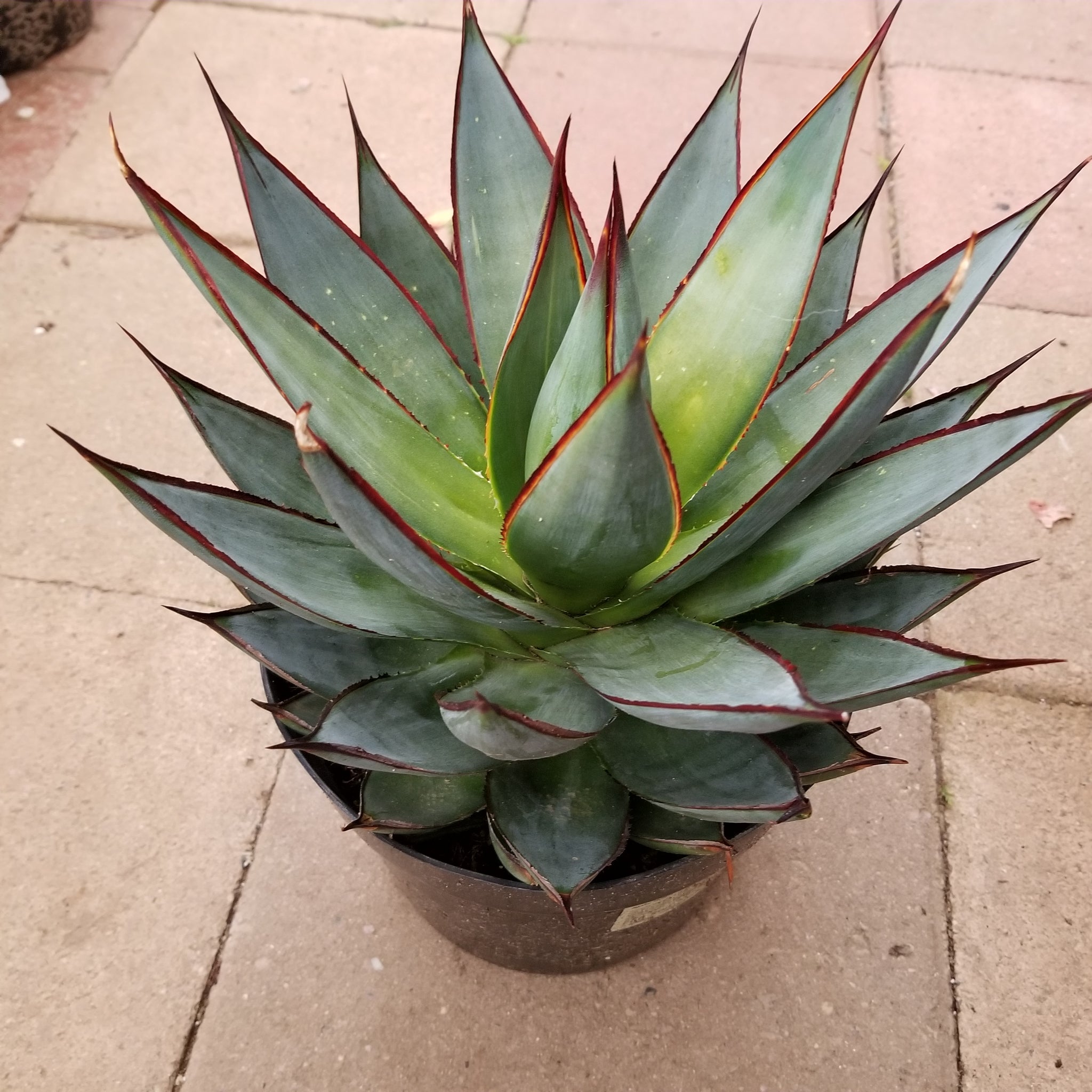 Agave – AceMegaSucculents