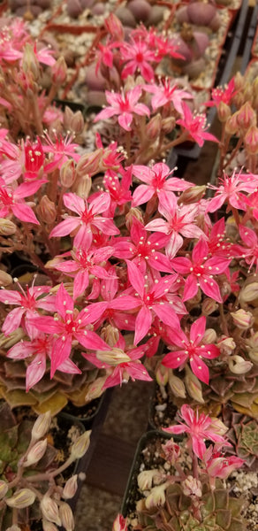 Tacitus bellus (Chihuahua Flower), also known as Graptopetalum bellum