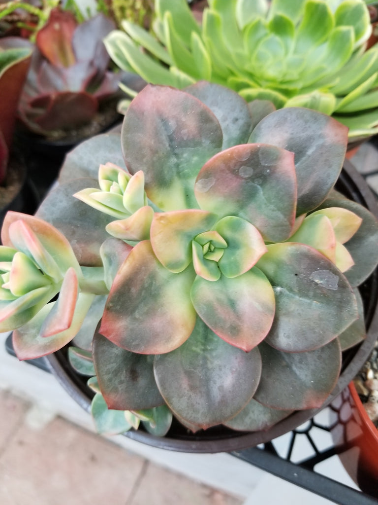 chroma succulent care Echeveria Chroma Variegated – AceMegaSucculents