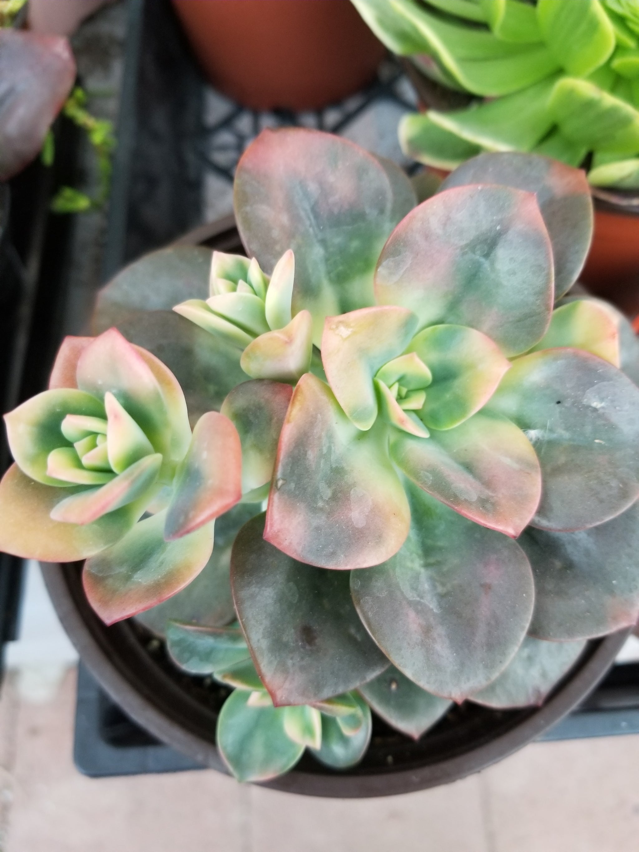 echeveria chroma succulent Echeveria Chroma Variegated – AceMegaSucculents