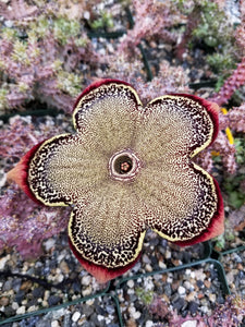 Edithcolea Grandi Cactus