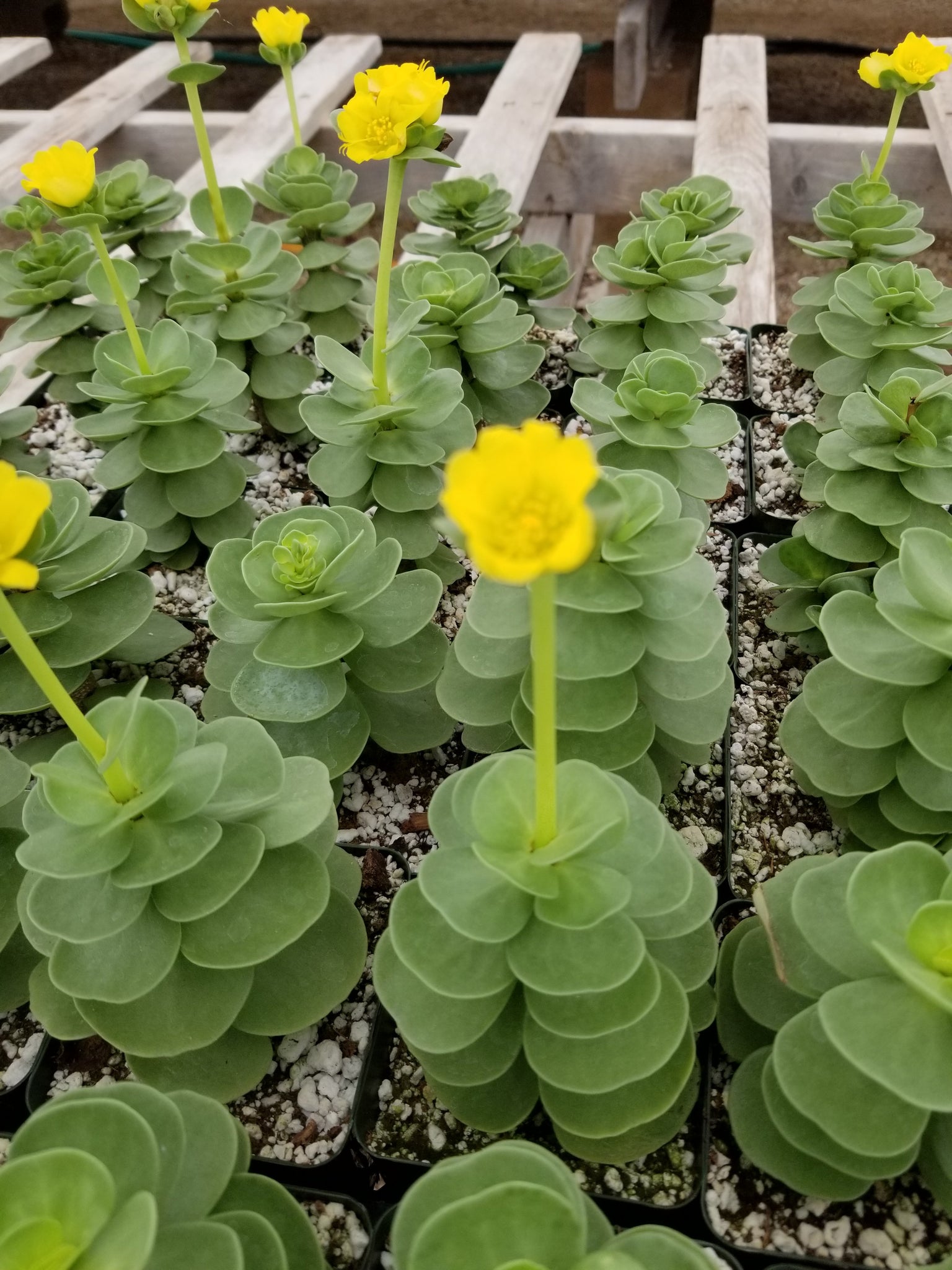 hawaiian portulaca succulent Portulaca Molokiniensis – AceMegaSucculents