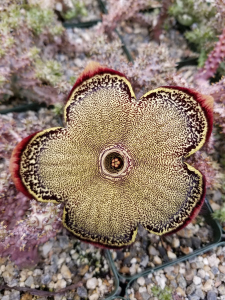 Edithcolea Grandi Cactus
