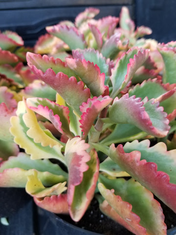 Kalanchoe love rain 1 gal