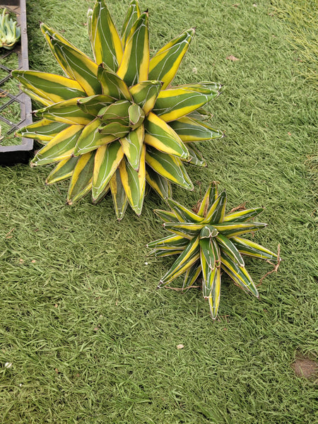 Agave Queen Victoria