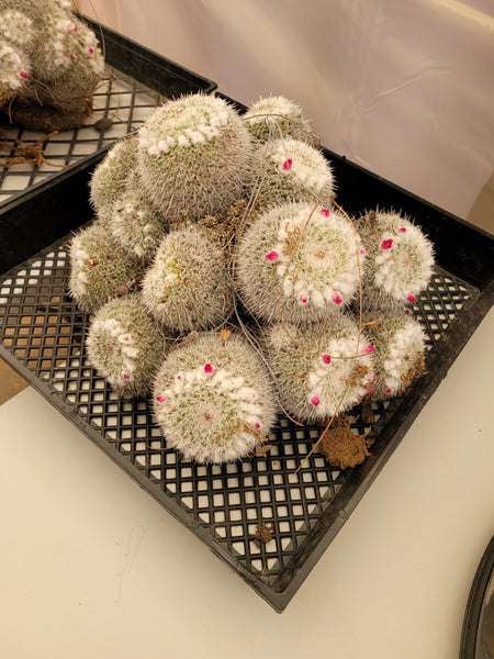 Mammillaria Geminispina cactus
