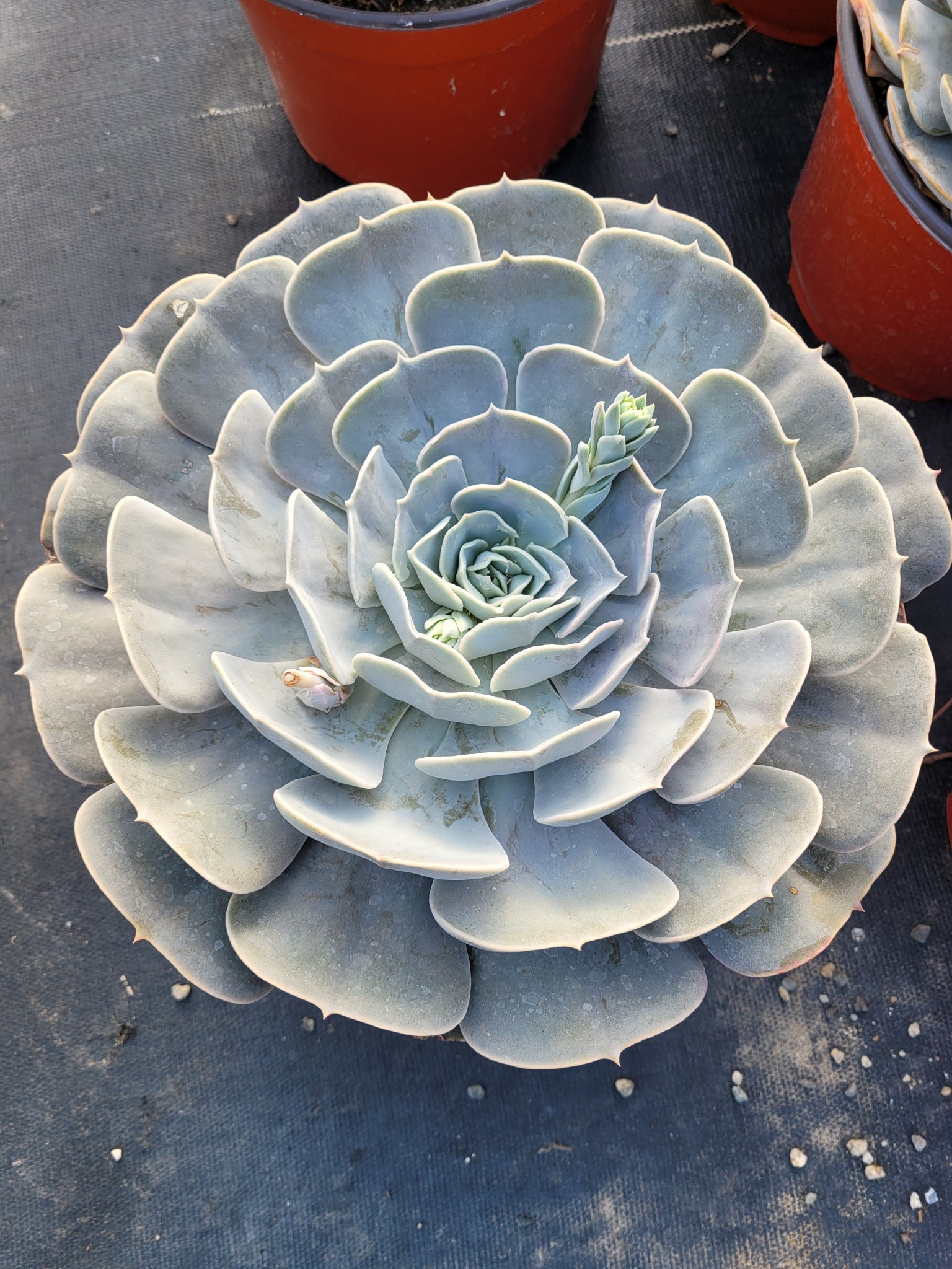 echeveria lilacina succulent Echeveria Lilacina – AceMegaSucculents