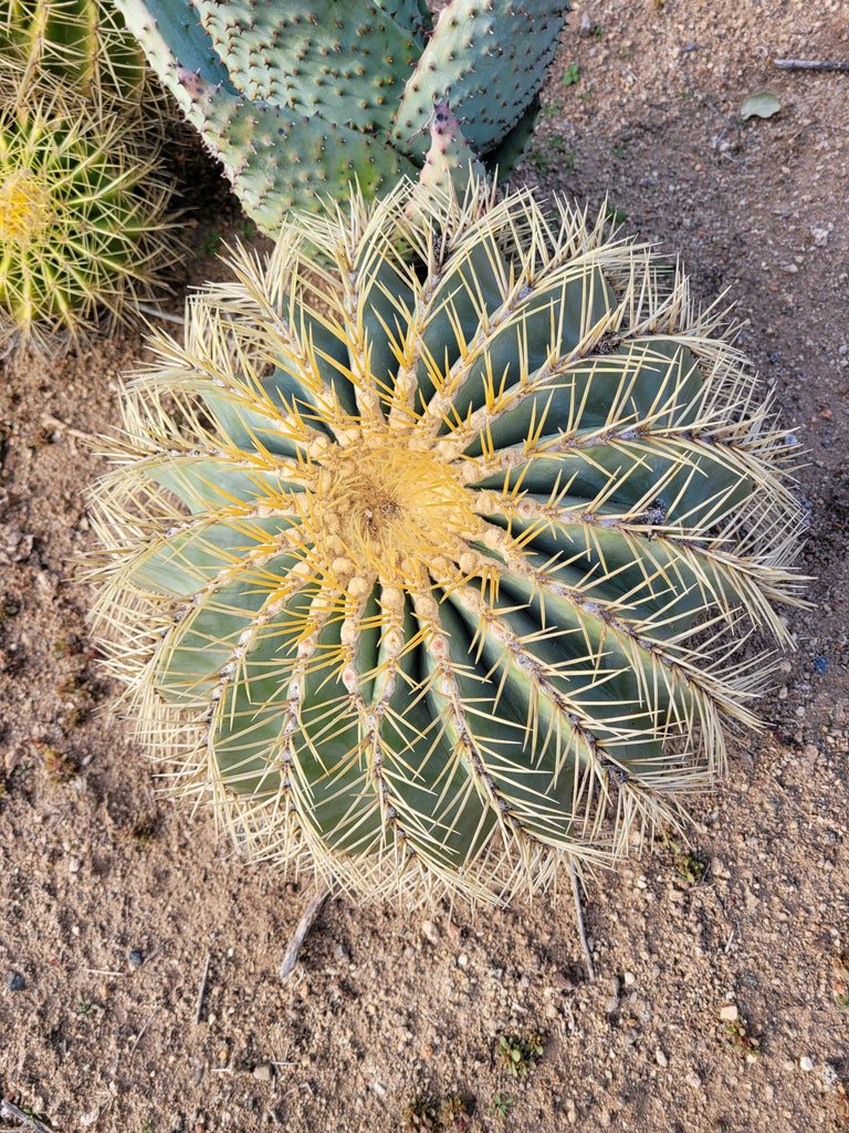 ace cactus soil BLUE BARREL Cactus – AceMegaSucculents