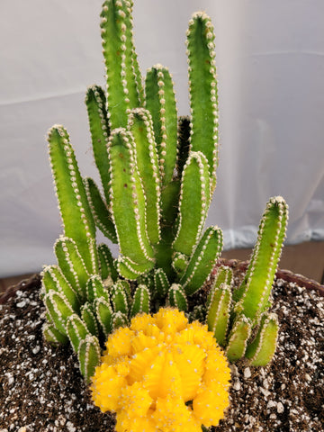 Fairy Castle Cactus