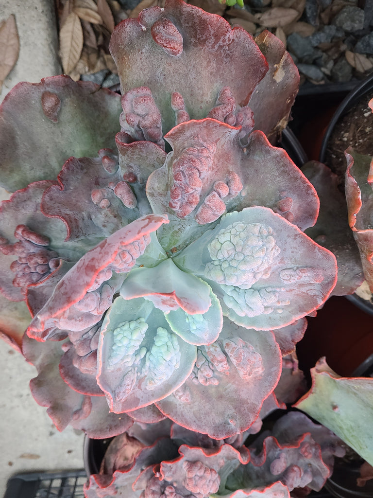 etna succulent Echeveria Etna – AceMegaSucculents
