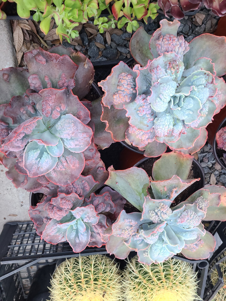 etna succulent Echeveria Etna – AceMegaSucculents