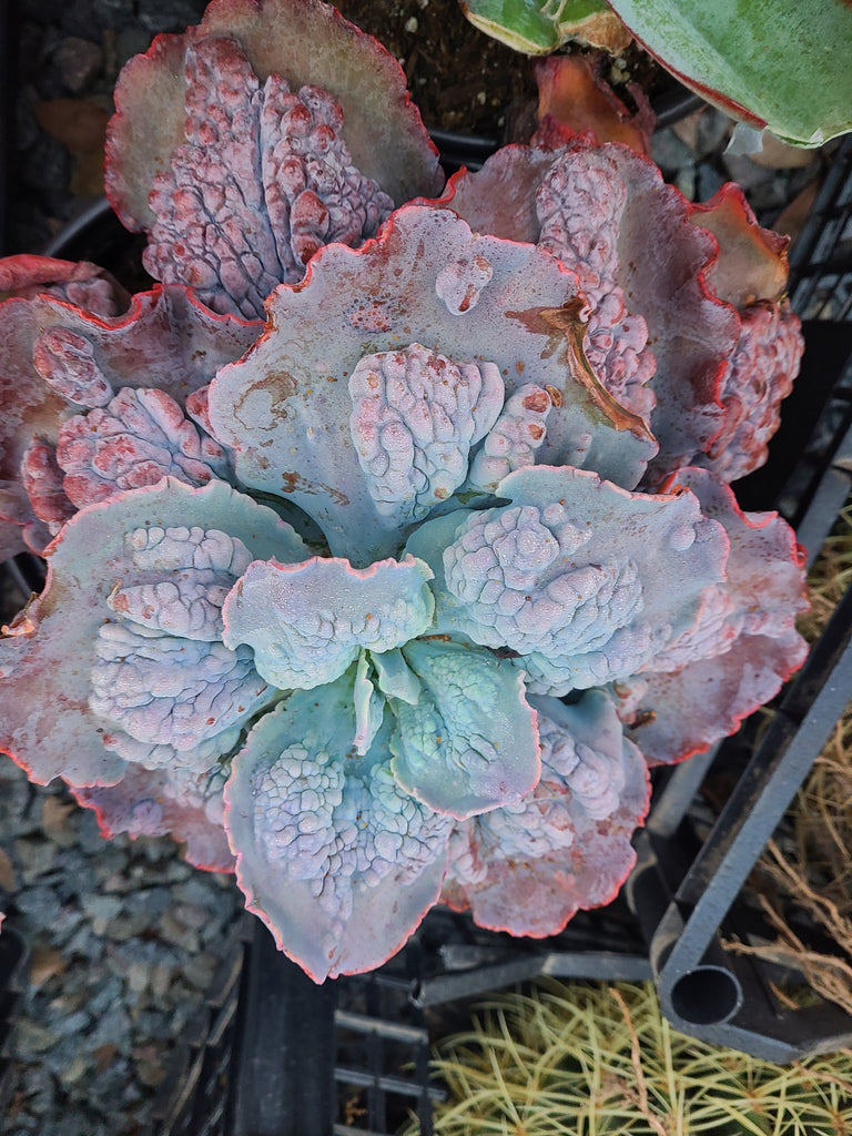 etna succulent Echeveria Etna – AceMegaSucculents
