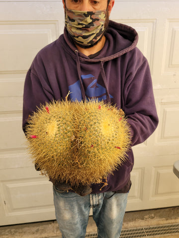 Mamillaria Pringlei 5 gal.