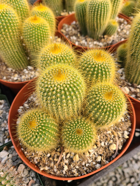 Balloon Cactus cluster