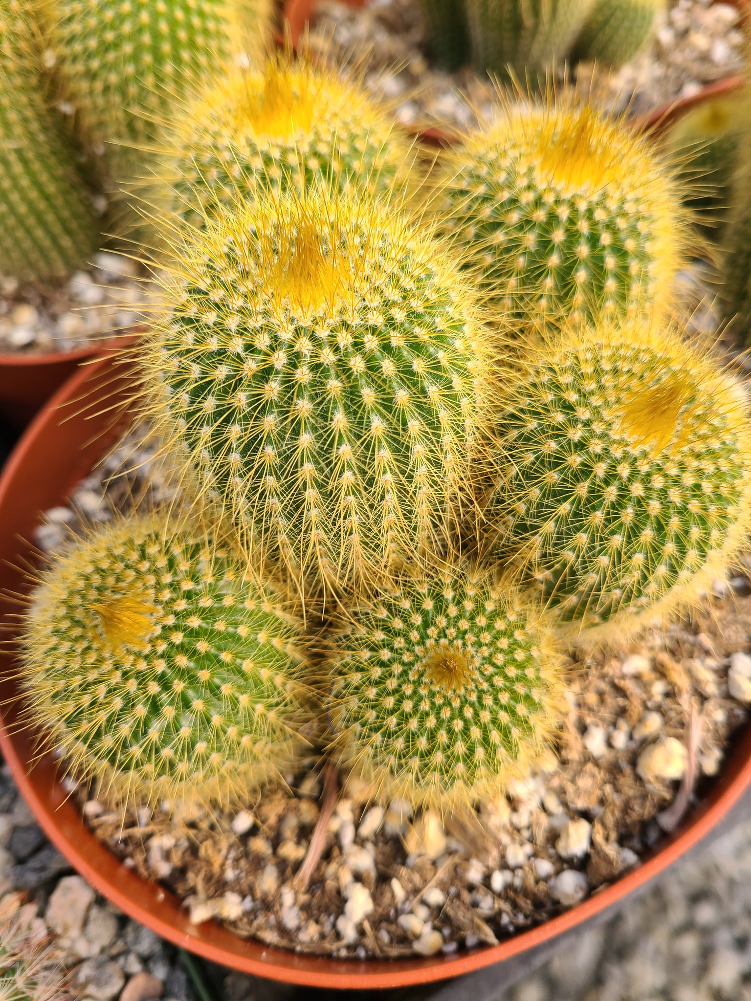 Balloon Cactus cluster