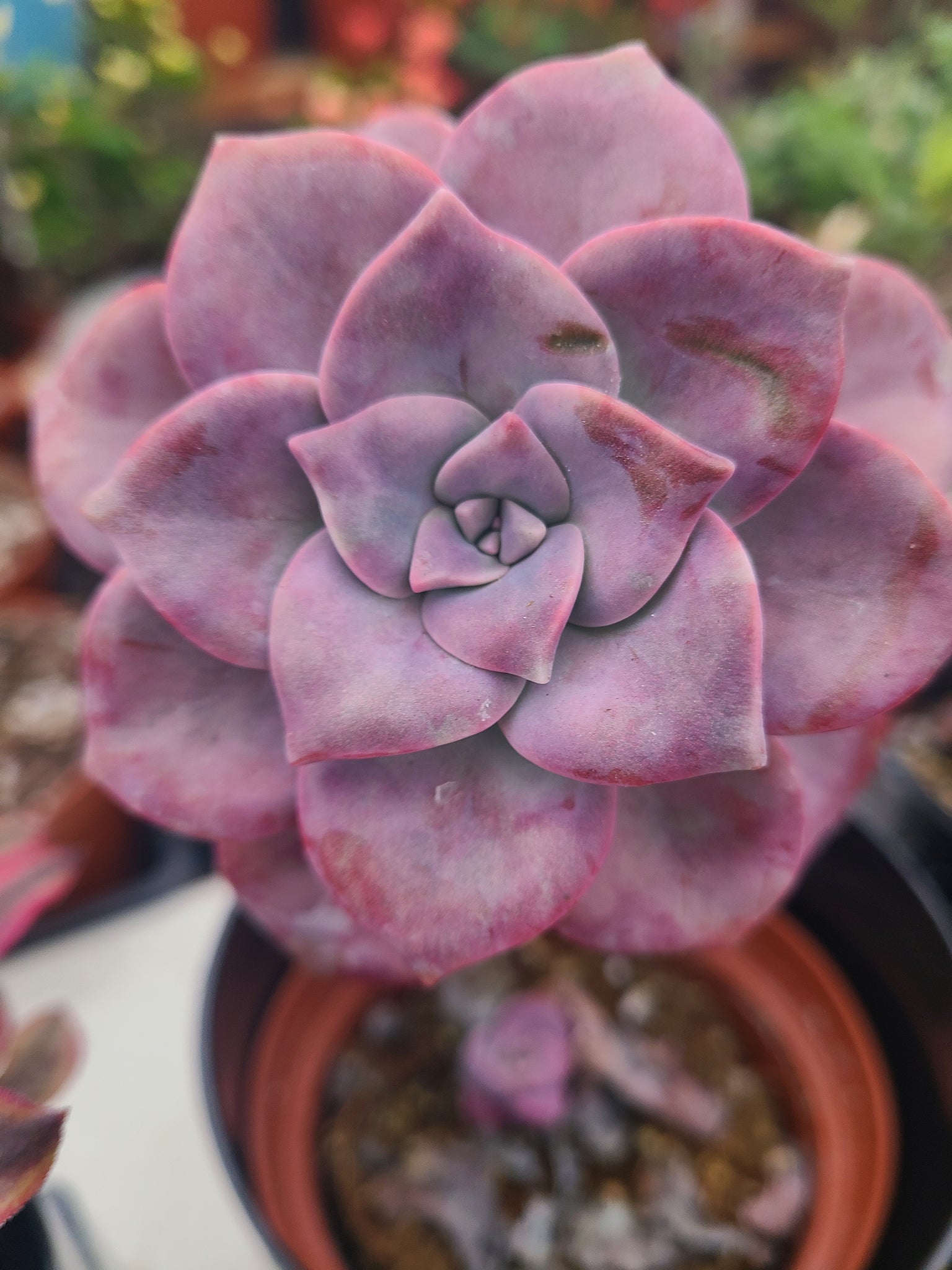 purple delight succulent care Echeveria Purple Delight – AceMegaSucculents