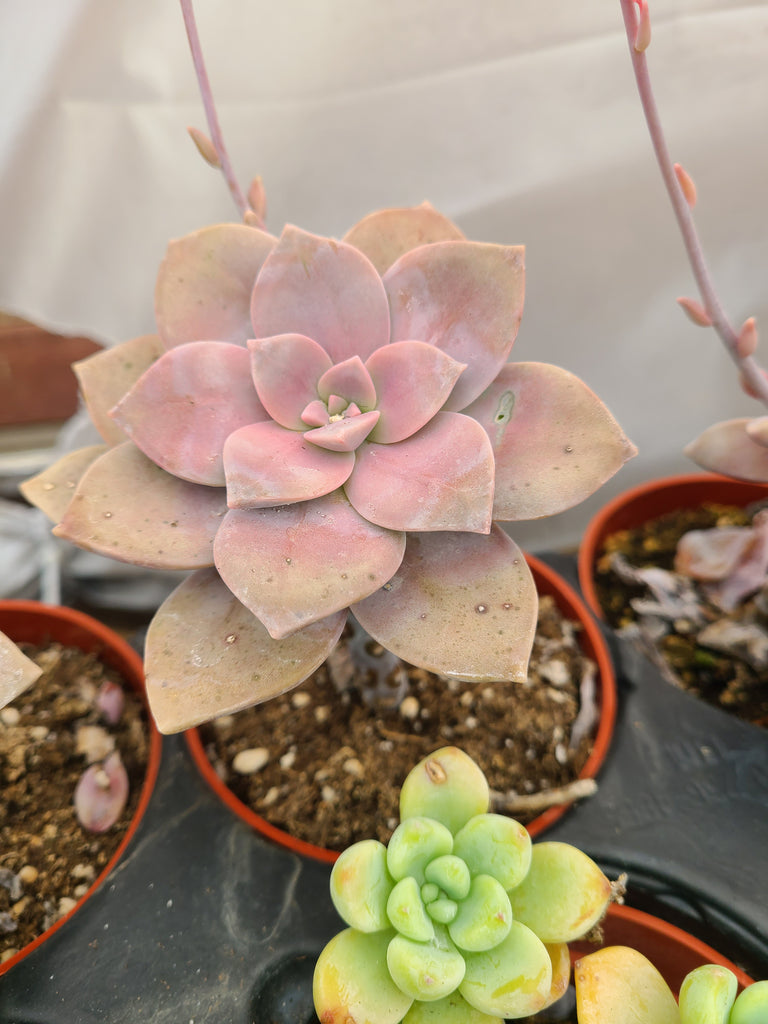 superbum succulent Graptoveria Superbum – AceMegaSucculents
