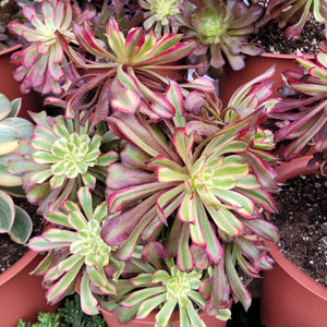 mardi gras succulent for sale Aeonium Arboreum Mardi Gras – AceMegaSucculents