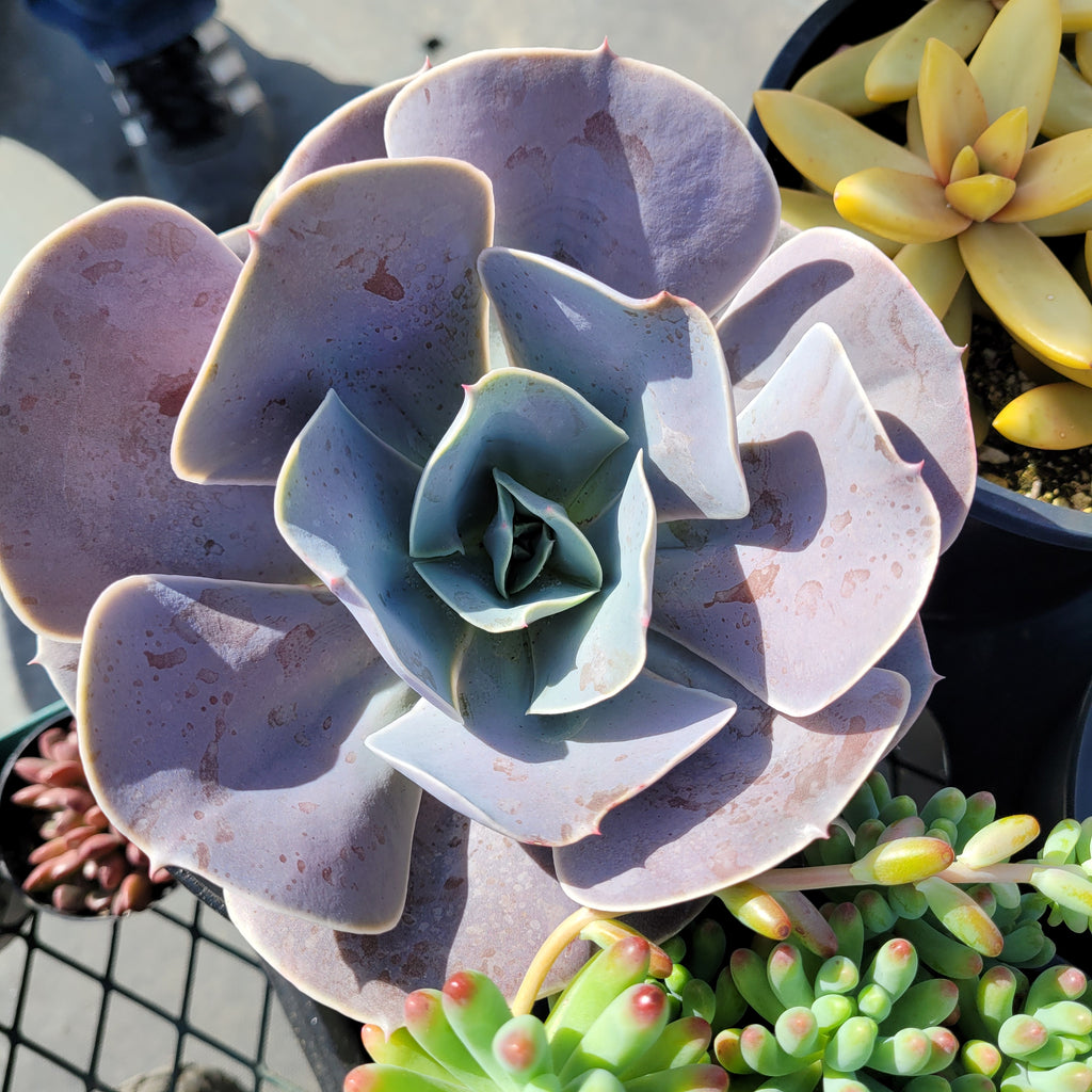 cream puff succulent sunburn Echeveria Cream Puff – AceMegaSucculents