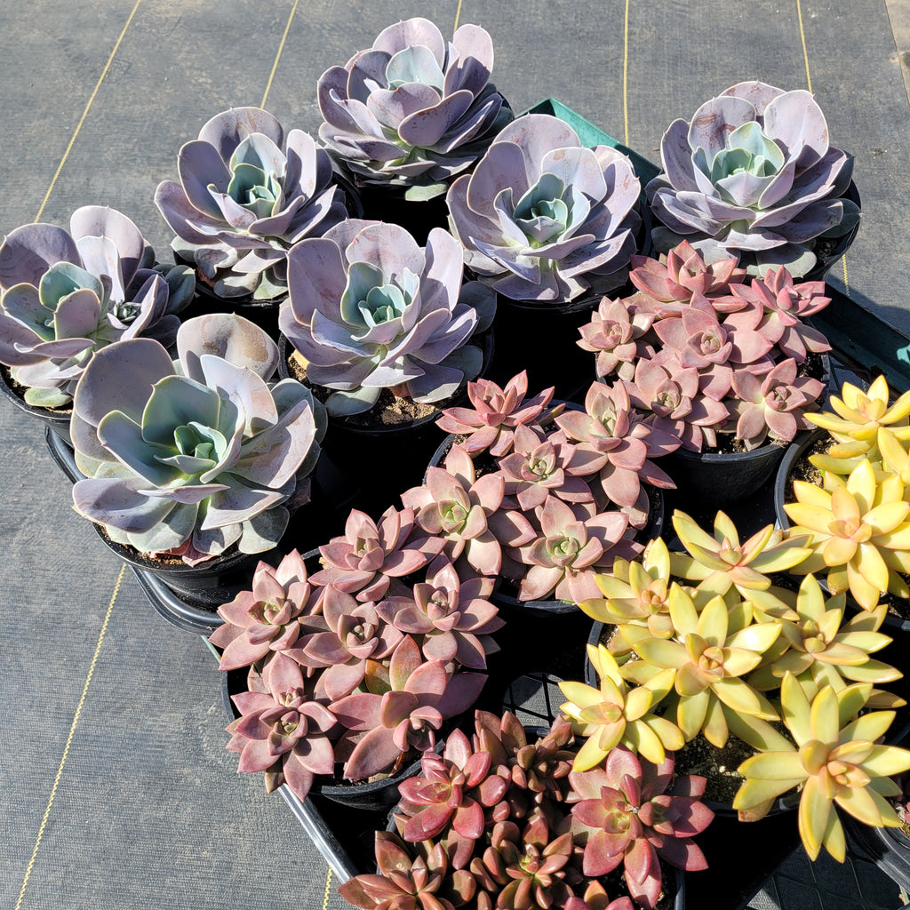 cream puff succulent Echeveria Cream Puff – AceMegaSucculents