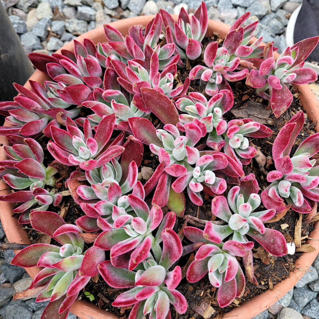 ruby succulent plant Echeveria Ruby Slippers – AceMegaSucculents