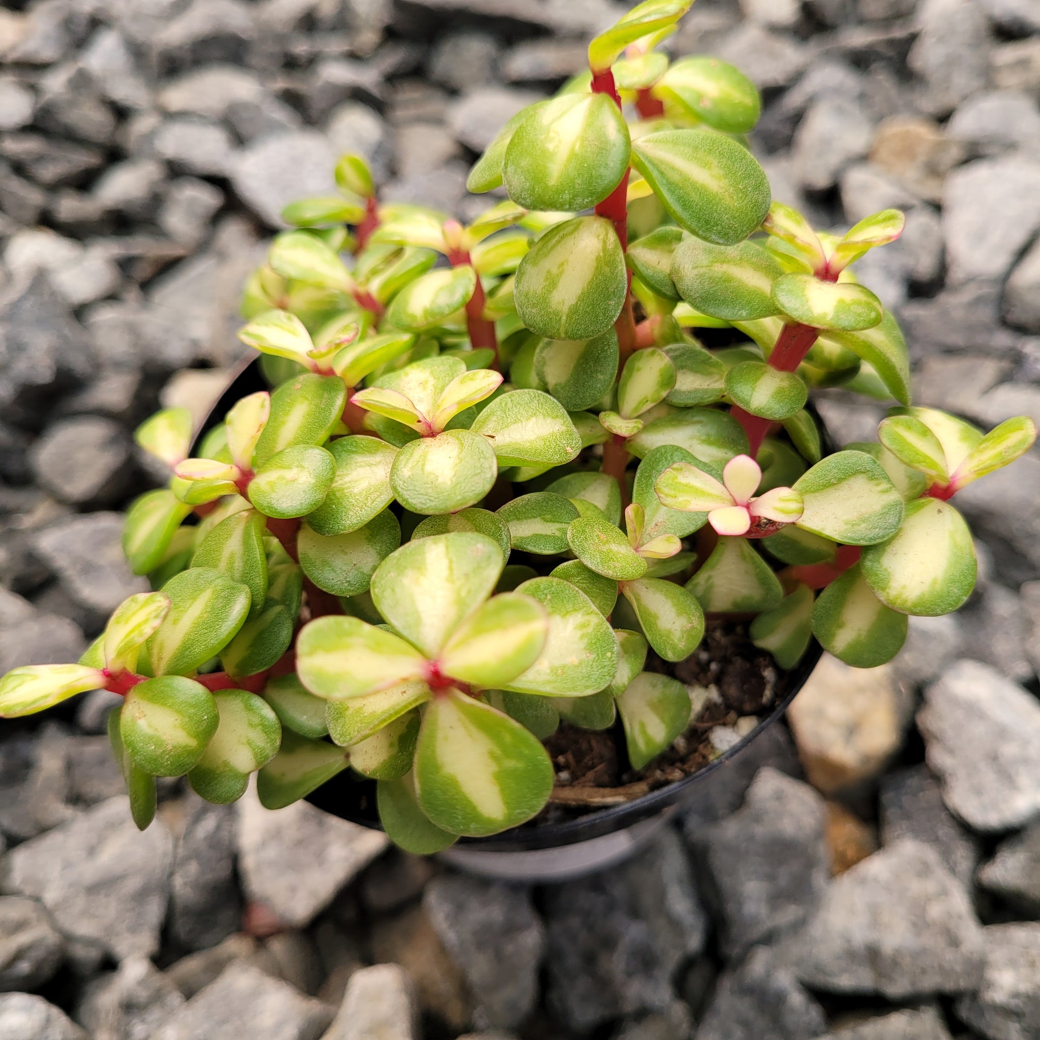 portulacaria afra kaleidoscope Portulacaria "Kaleidoscope" – AceMegaSucculents